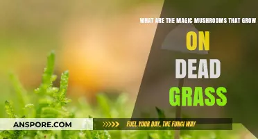 Unveiling the Mystical Fungi: Magic Mushrooms Thriving on Dead Grass