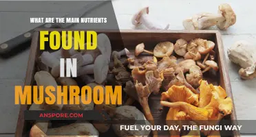 Essential Mushroom Nutrients: Unlocking Health Benefits in Every Bite