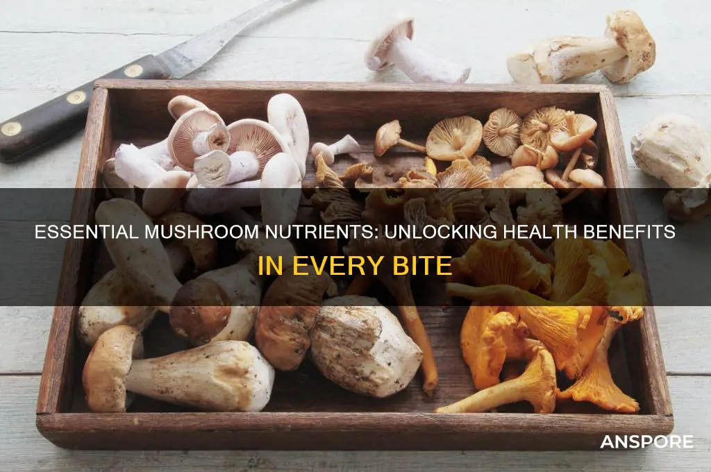 what are the main nutrients found in mushroom