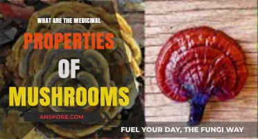 Unveiling Mushrooms' Healing Powers: Medicinal Properties and Health Benefits