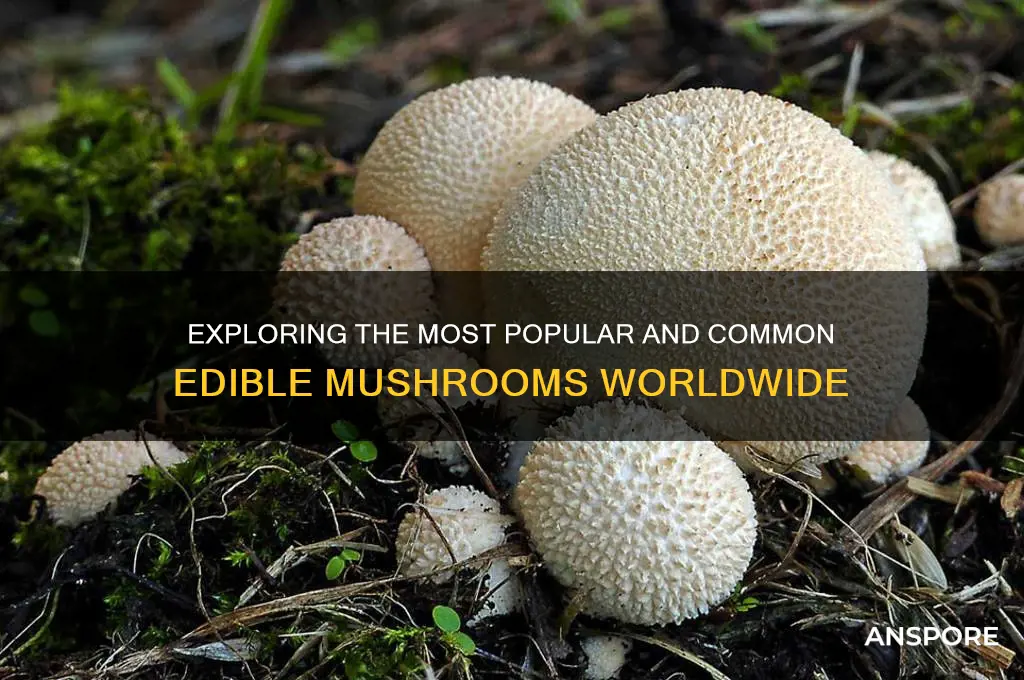 what are the most common edible mushrooms