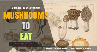 Delicious and Safe: Exploring the Most Common Edible Mushrooms