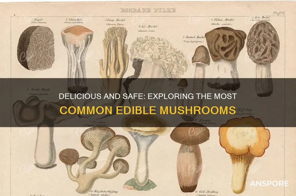 what are the most common mushrooms to eat