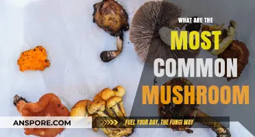 Exploring the Most Common Mushroom Varieties and Their Uses