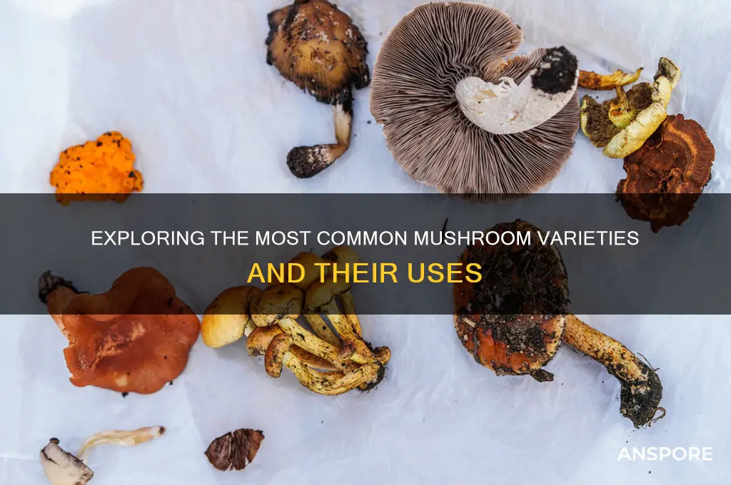 what are the most common mushrooms
