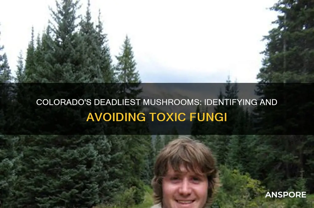 what are the most dangerous mushrooms in co