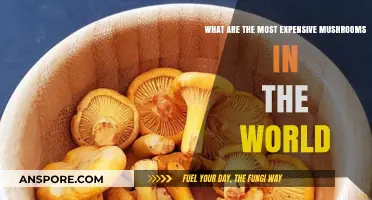 World's Priciest Mushrooms: Unveiling the Most Expensive Fungal Delicacies