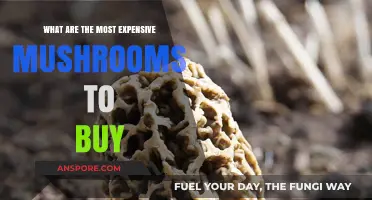 Exploring the World's Priciest Edible Mushrooms: A Gourmet's Guide