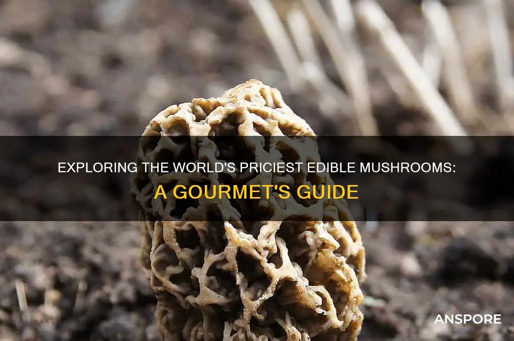 what are the most expensive mushrooms to buy