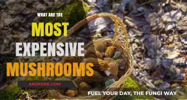 The World's Priciest Mushrooms: Unveiling the Most Expensive Varieties