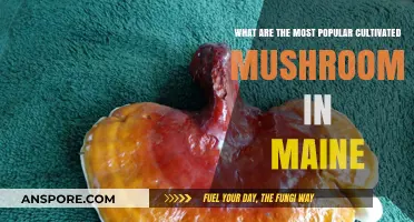 Maine's Top Cultivated Mushrooms: A Guide to Popular Varieties