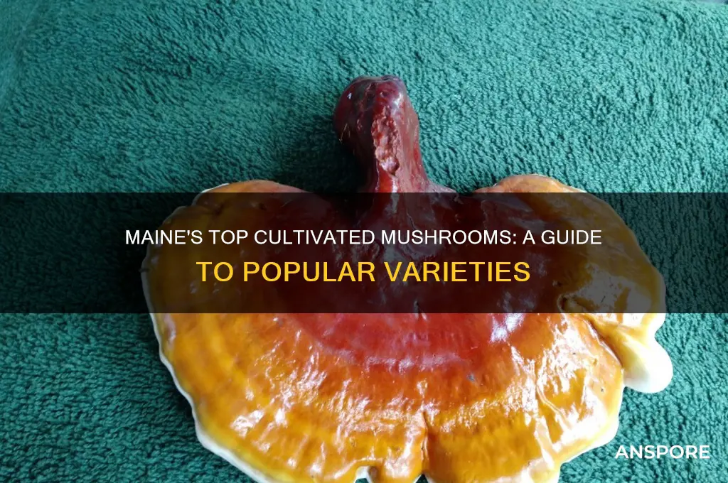what are the most popular cultivated mushrooms in maine