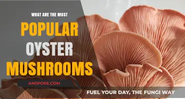 Top Oyster Mushroom Varieties: A Guide to Popular Cultivars