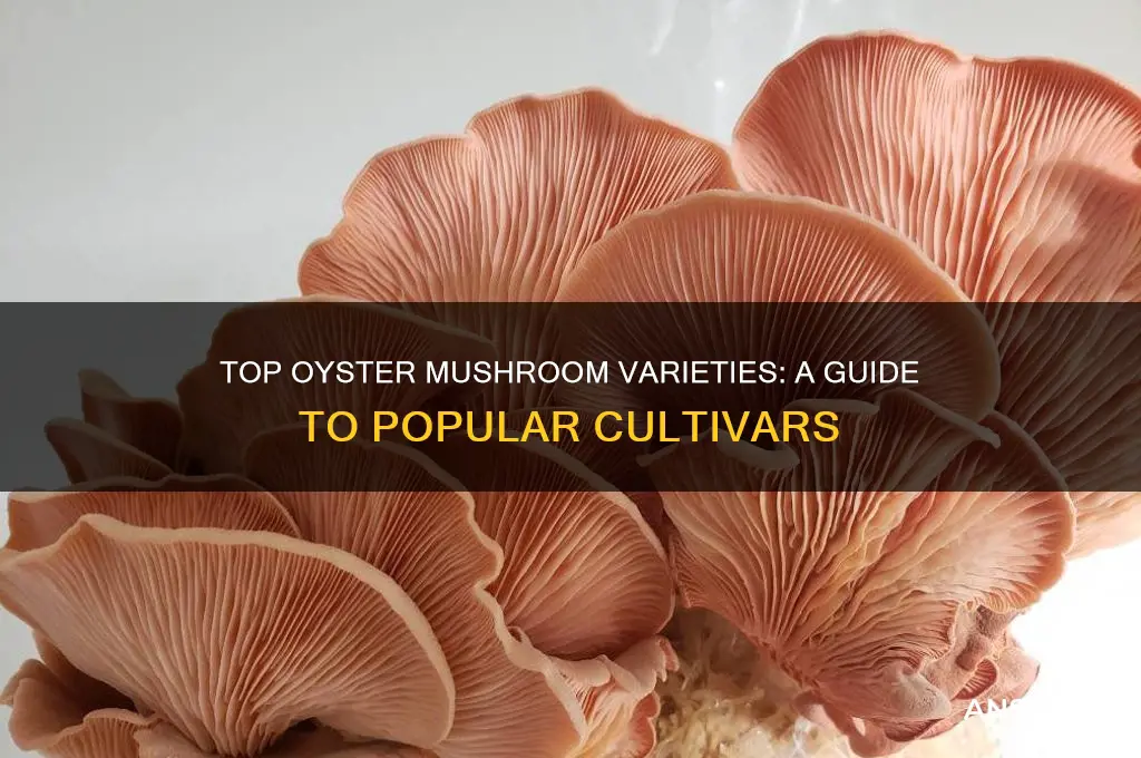 what are the most popular oyster mushrooms