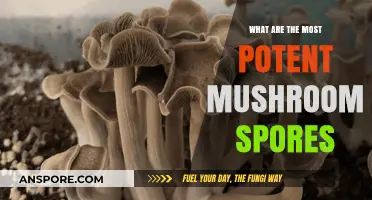 Exploring the Most Potent Mushroom Spores: A Comprehensive Guide