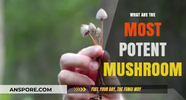 Exploring the World's Most Potent and Powerful Mushroom Varieties