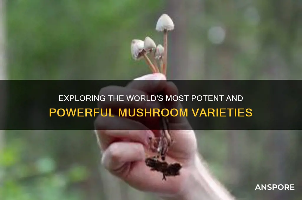 what are the most potent mushrooms