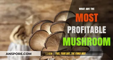 Top Profitable Mushroom Varieties for Growers and Entrepreneurs