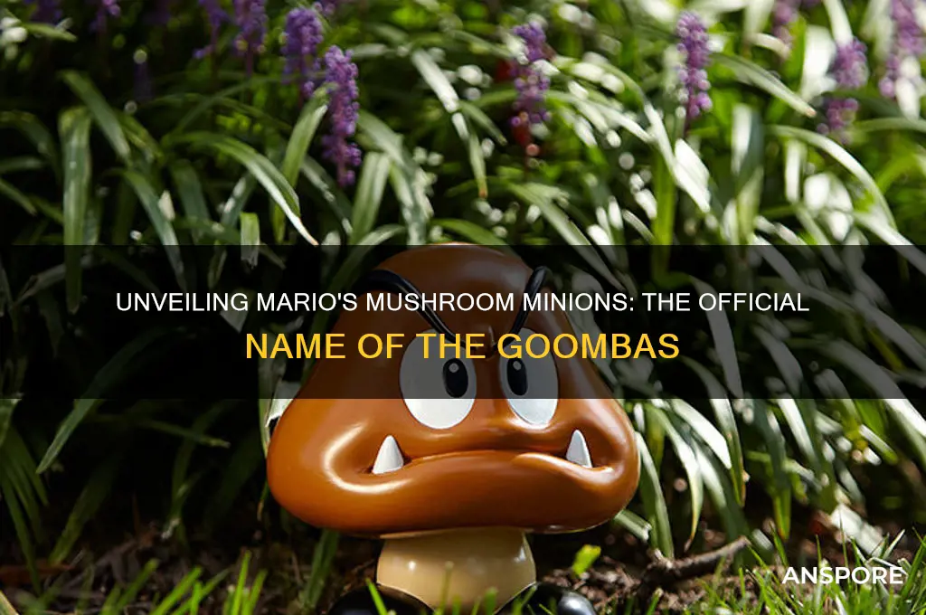 what are the mushroom boys in mario called