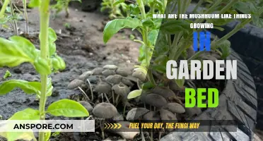 Identifying Mushroom-Like Growths in Your Garden Bed: Causes and Solutions