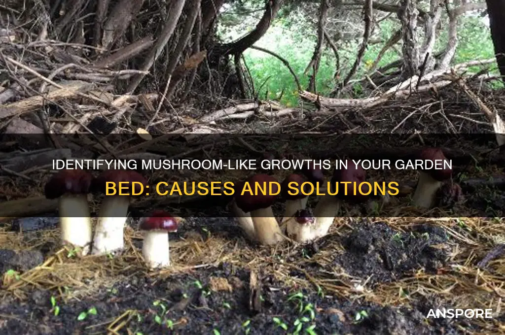 what are the mushroom like things growing in garden bed