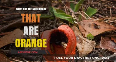Vibrant Orange Mushrooms: Identifying and Exploring Nature's Bright Fungi