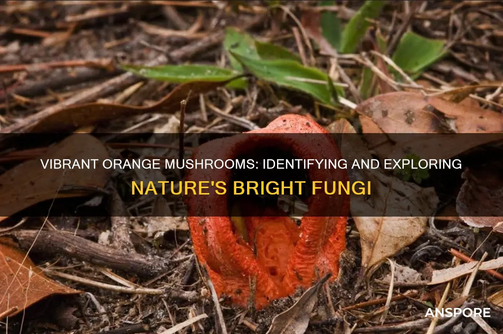 what are the mushroom that are orange