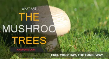 Mushroom Trees: Nature's Magical Fungi-Tree Alliance