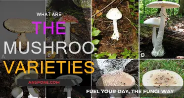 Mushroom Varieties: A Diverse and Delicious World