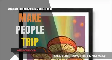 Exploring Psychedelic Mushrooms: Names and Effects of Trip-Inducing Fungi