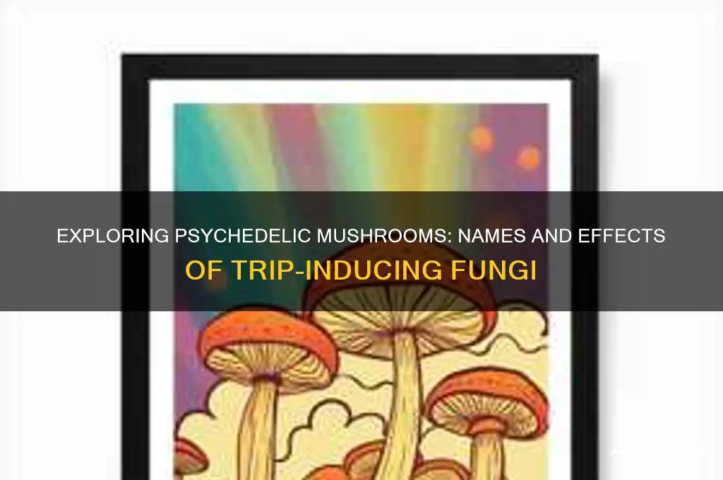 what are the mushrooms called that make people trip