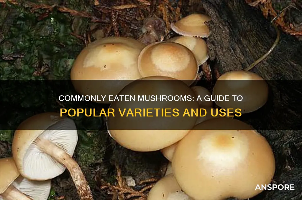 what are the mushrooms everyone eats