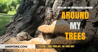 Identifying Mushrooms Growing Around Your Trees: Causes and Solutions