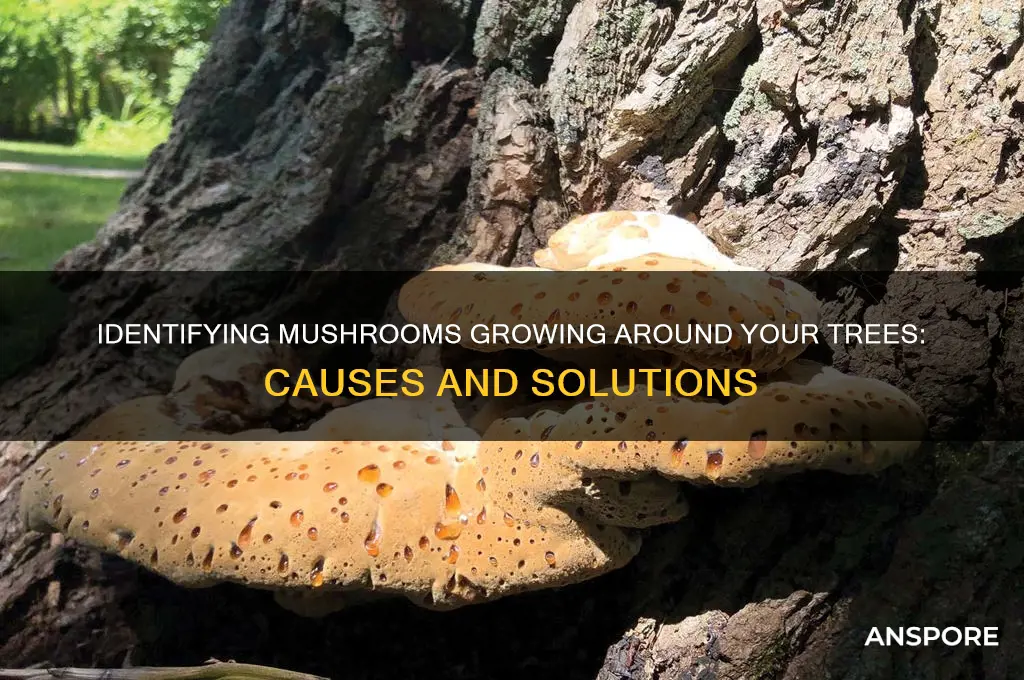 what are the mushrooms growing around my trees