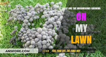 Unveiling the Mystery: Mushrooms Sprouting on Your Lawn Explained