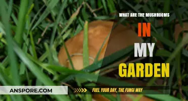 Identifying Common Garden Mushrooms: A Guide to Your Backyard Fungi