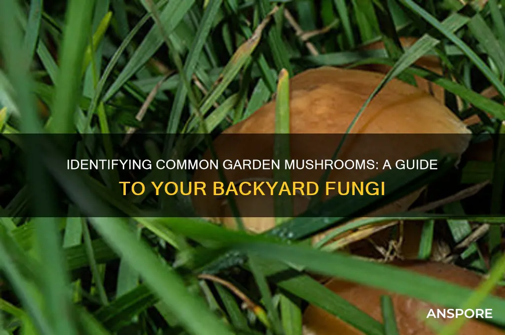what are the mushrooms in my garden