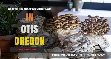Identifying Common Lawn Mushrooms in Otis, Oregon: A Local Guide