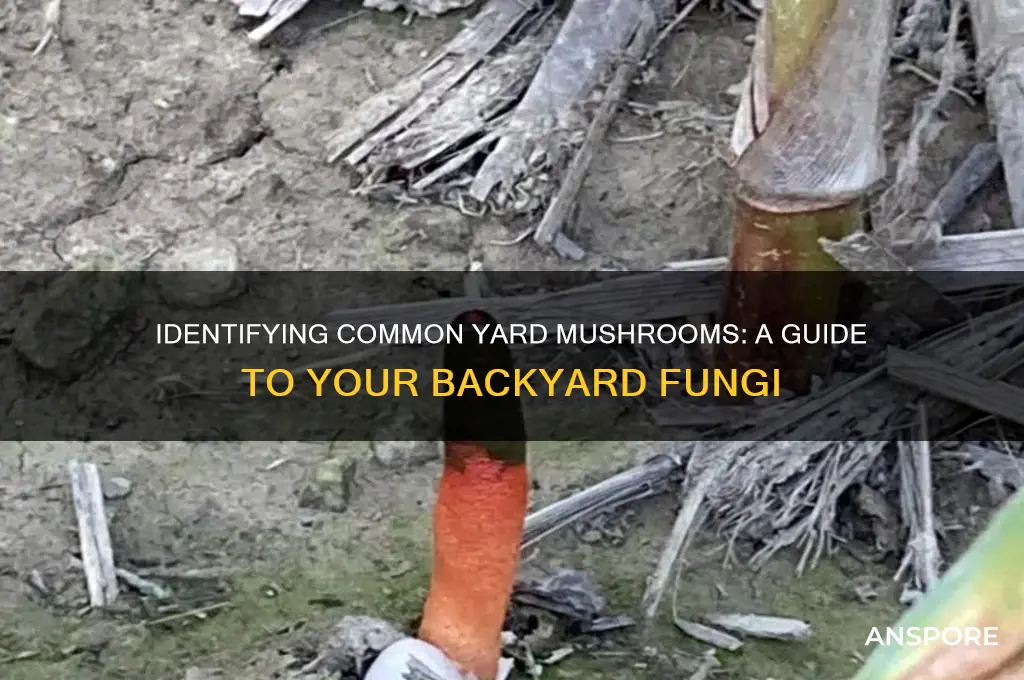 what are the mushrooms in my yard