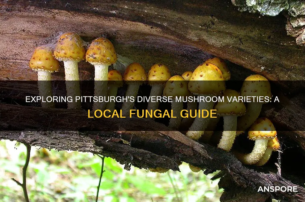 what are the mushrooms in pittsburgh