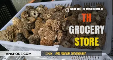 Exploring the Common Mushrooms Found in Your Local Grocery Store