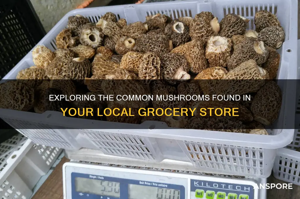 what are the mushrooms in th grocery store