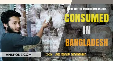 Popular Mushroom Varieties Widely Consumed in Bangladesh: A Culinary Overview