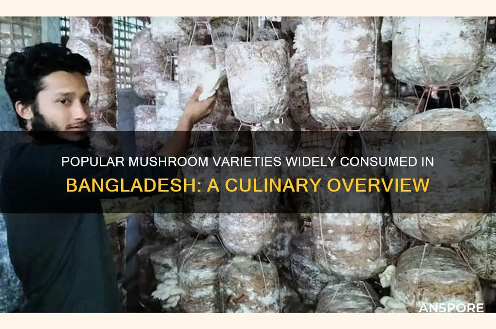 what are the mushrooms mainly consumed in bangladesh