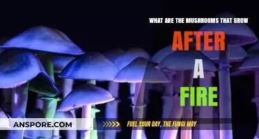 Post-Fire Fungi: Discovering Mushrooms That Thrive After Wildfires