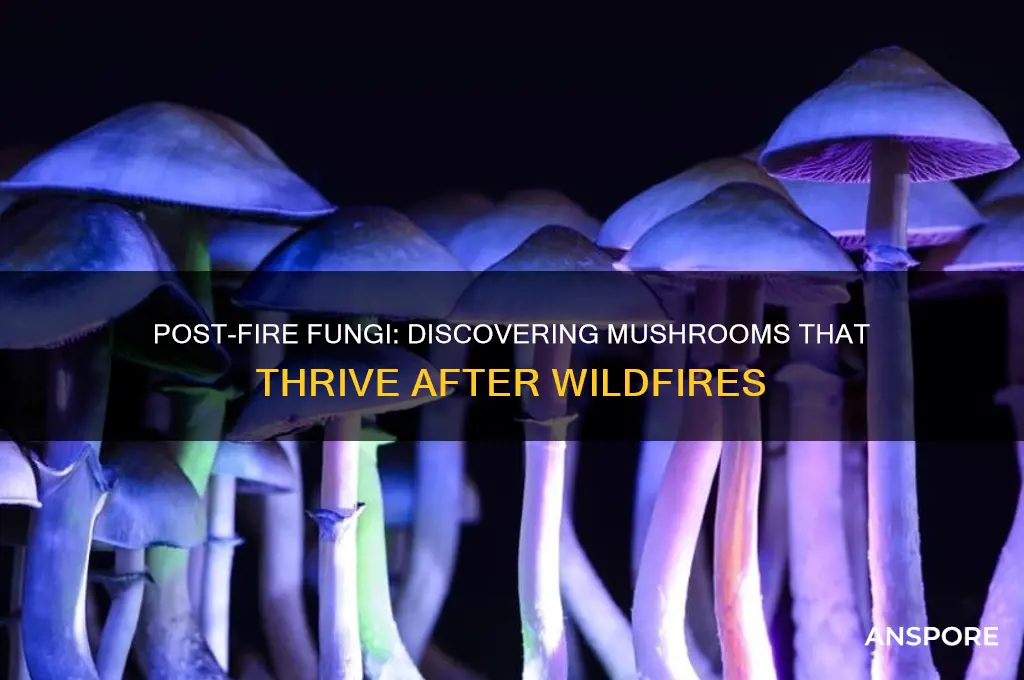 what are the mushrooms that grow after a fire