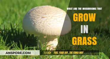 Discovering Common Mushrooms That Thrive in Your Lawn and Grass