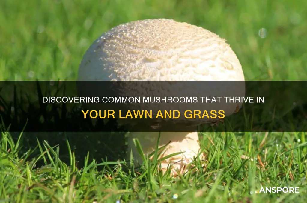 what are the mushrooms that grow in grass