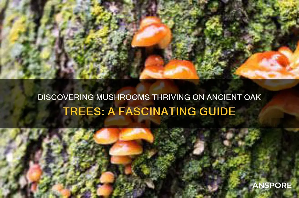 what are the mushrooms that grow on old oak trees