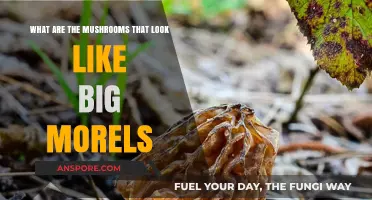 Morel Look-Alikes: Identifying Mushrooms Resembling Big Morels in the Wild